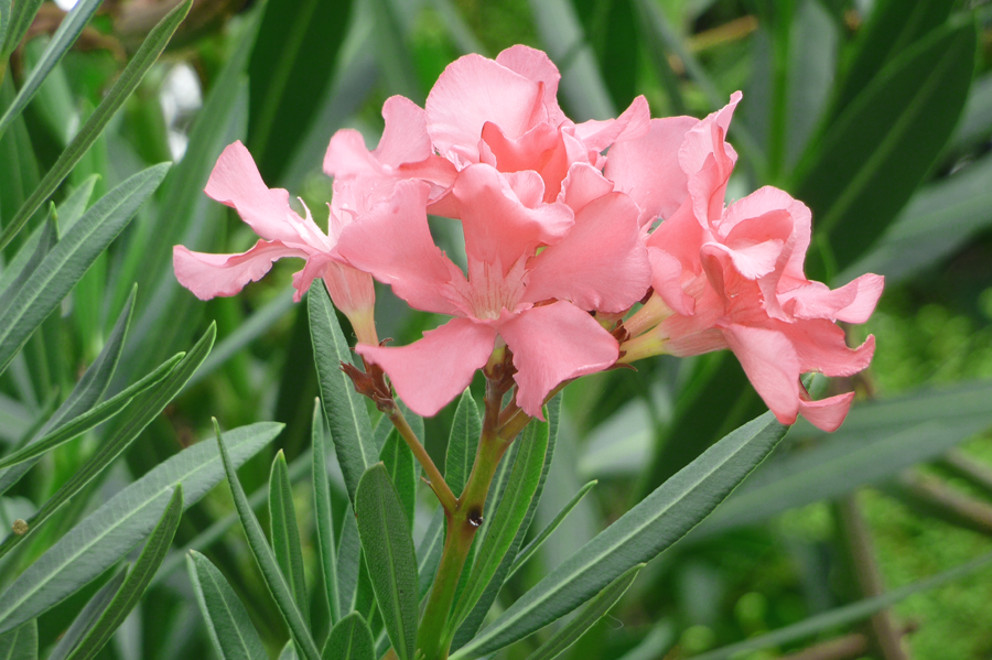 Pink Flower